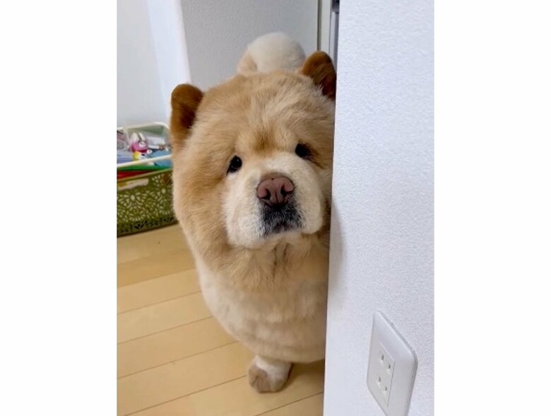 提供:くり蔵チャウチャウさん