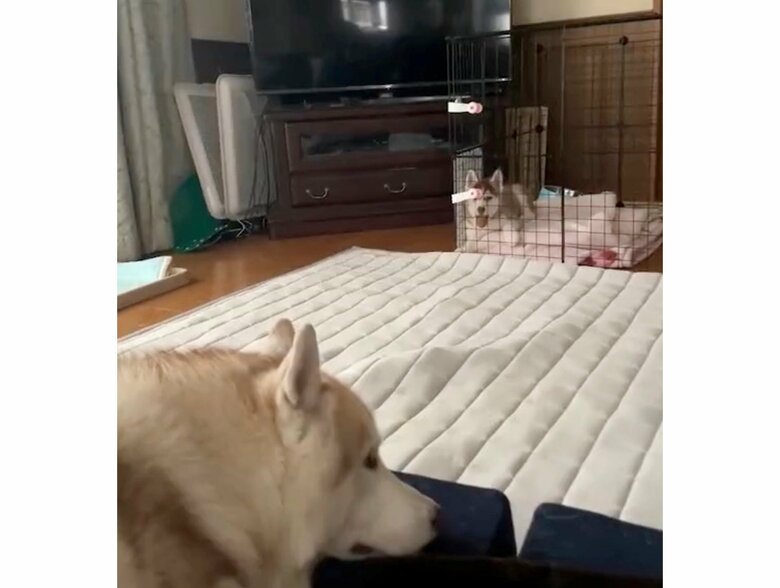 提供：ココとイチのままちゃん