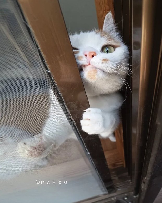 提供：MARCOさん