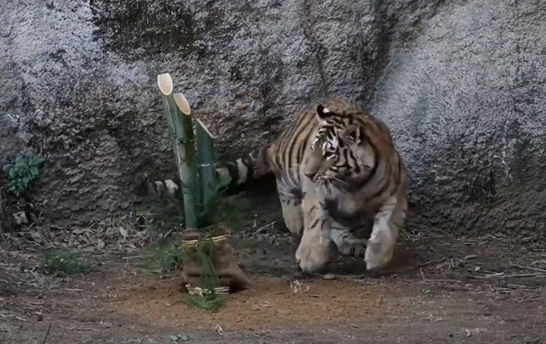 門松が動くとビビっているのか大きく反応することも