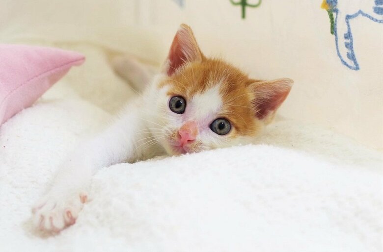 子猫時代から元気いっぱいな子だったという