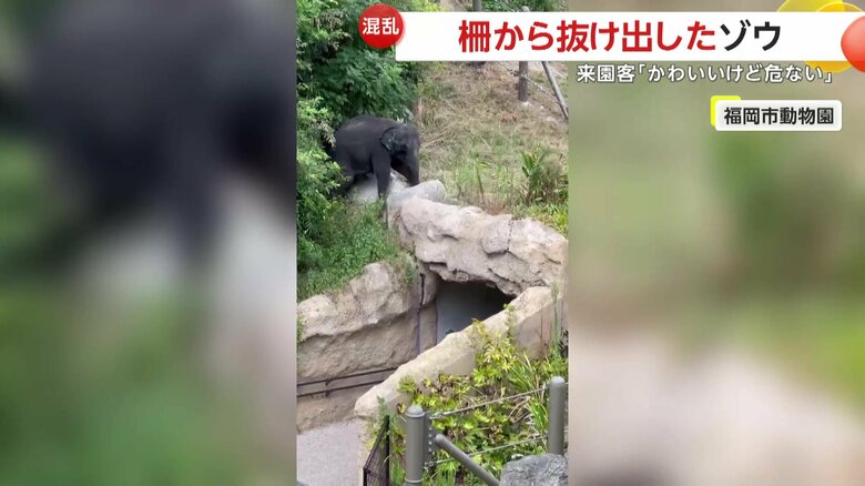 ゾウがいた場所は展示エリアの外側