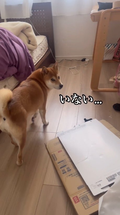 はねちゃんがいない部屋は寂しいね（提供：柴犬けいちゃん）