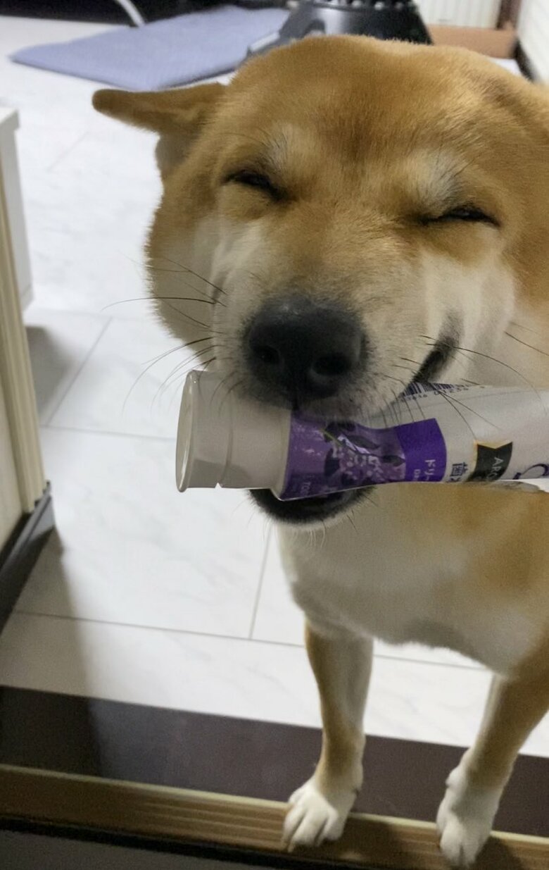 提供：柴犬 雷吾さん