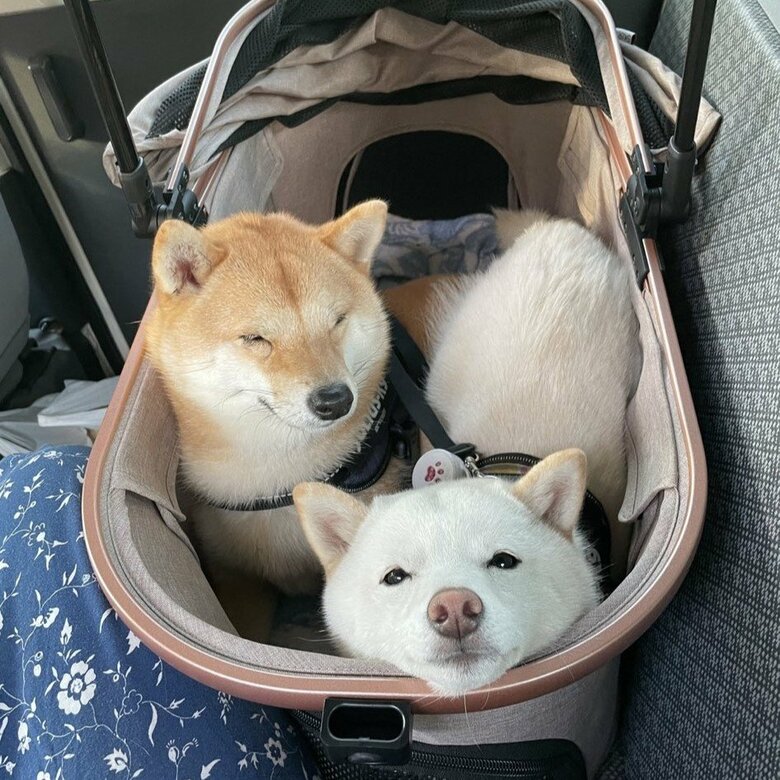 普段はこんな表情だが…