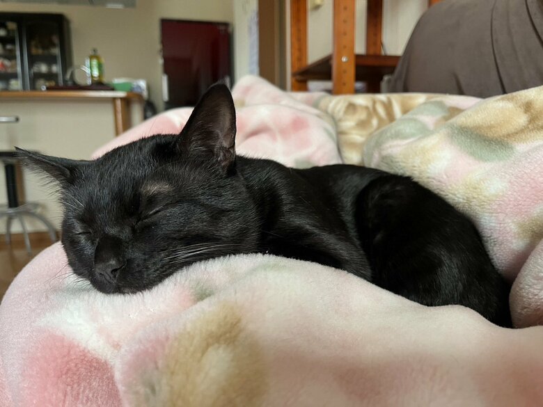 提供：サラミさん