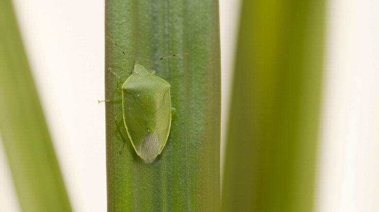観葉植物の虫も定期的に確認を