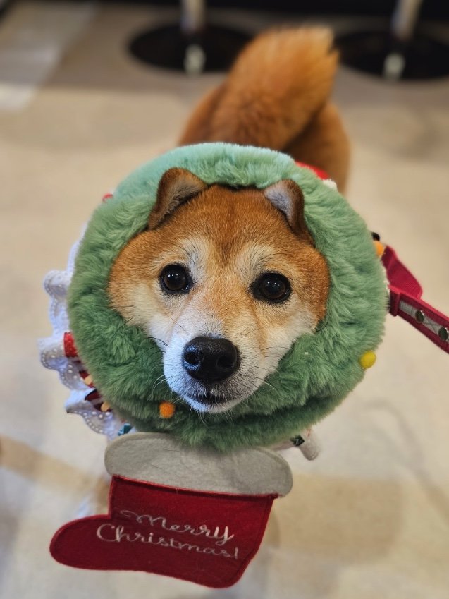 提供：kuroazu_beansさん