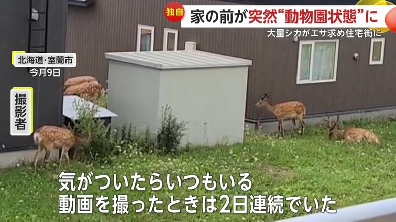 まるで動物園のように集まったシカ