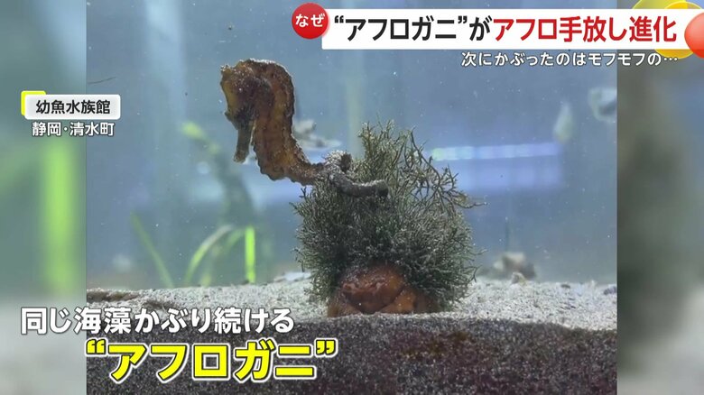 脱皮しても同じ海藻をかぶり続けていた幼魚水族館のカイカムリ