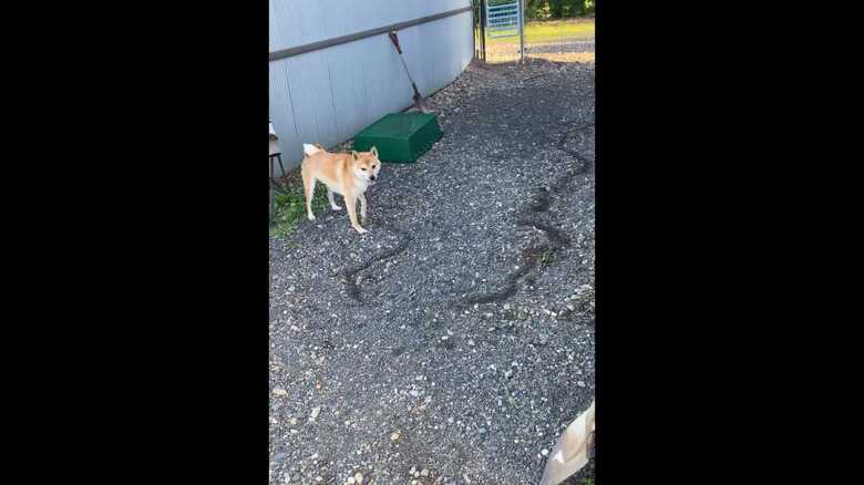 動きを止め、飼い主さんを見つめる（提供：LISAさん）