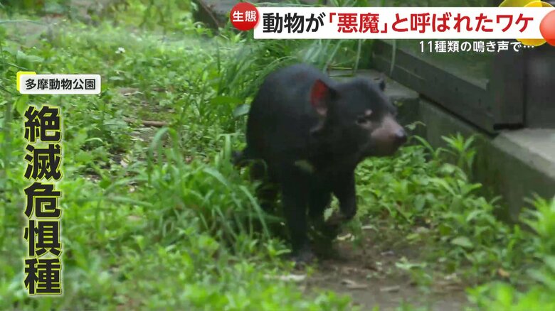 絶滅危惧種のタスマニアデビル（（公財）東京動物園協会提供）