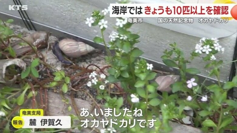 奄美市の海岸を取材すると、オオヤドカリは近くの林の中ですぐに見つかった