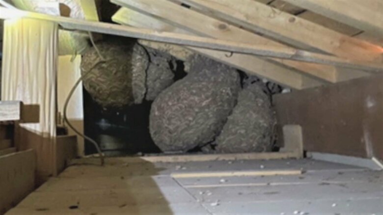 お盆に帰省した孫たちが巨大化した巣を発見　屋根裏に4つも…