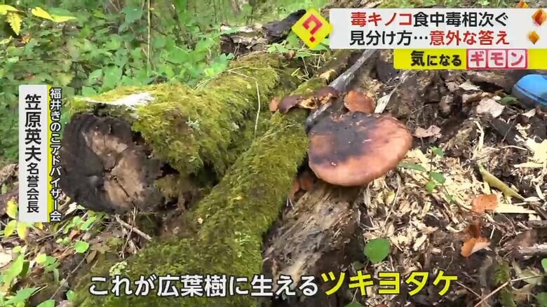 広葉樹に生えている毒キノコのツキヨタケ