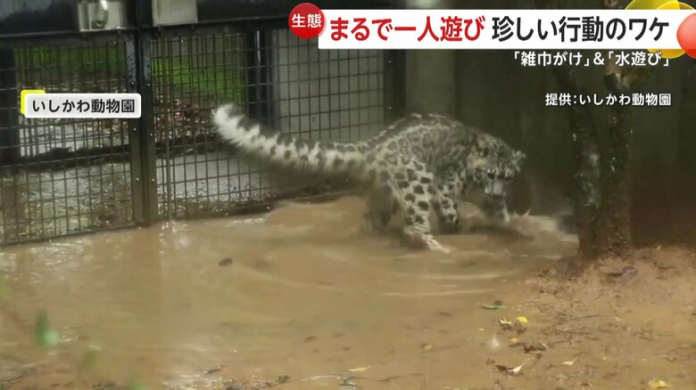 バシャバシャと水遊びを楽しんでいたユキヒョウのメス「ヒメル」（石川・能美市のいしかわ動物園）