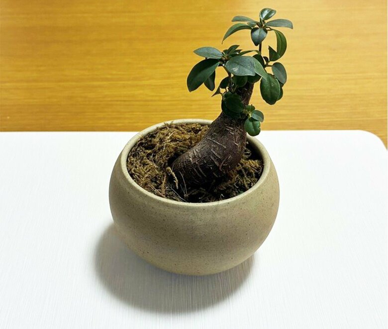 水やり後に珪藻土マットを敷けばちょうど良い水加減に（特集班撮影）