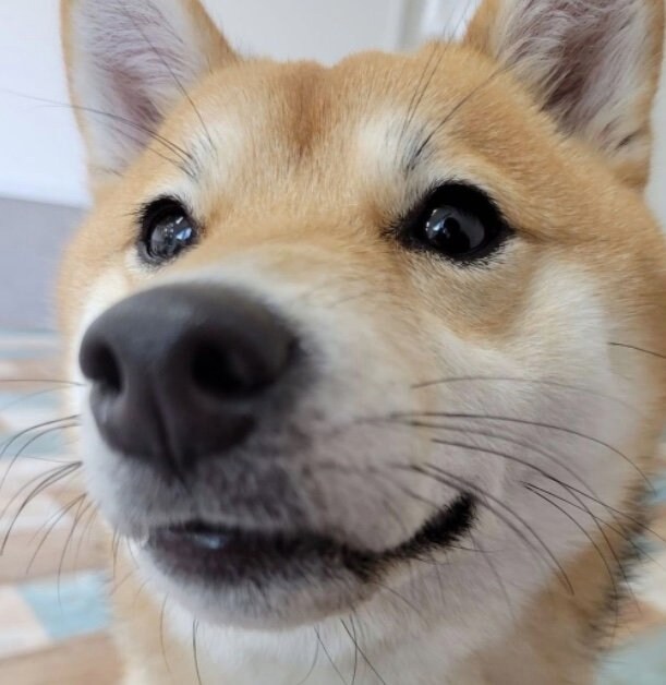 提供：shiba_mugi_さん