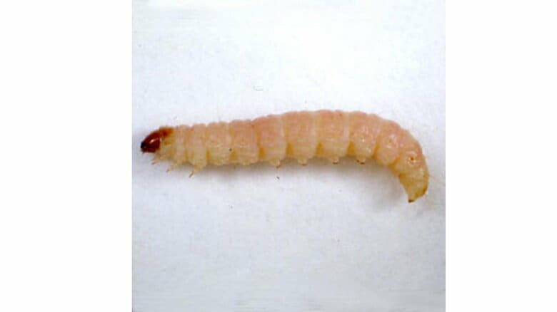 ノシメマダラメイガの幼虫（画像提供：国立研究開発法人農業・食品産業技術総合研究機構）