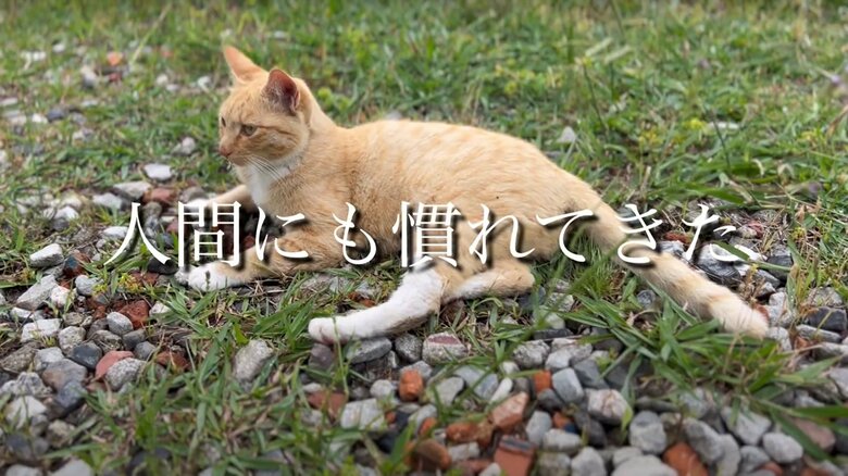 チャミちゃんを迎えるまで（4）