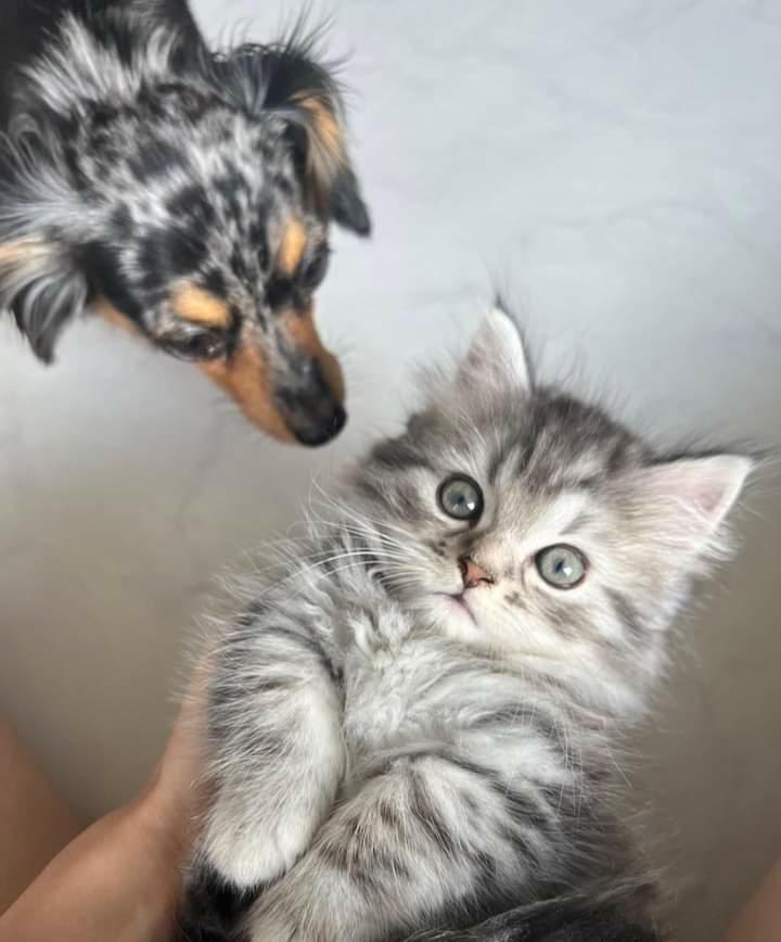 提供：チワックスの諭吉くん。さん