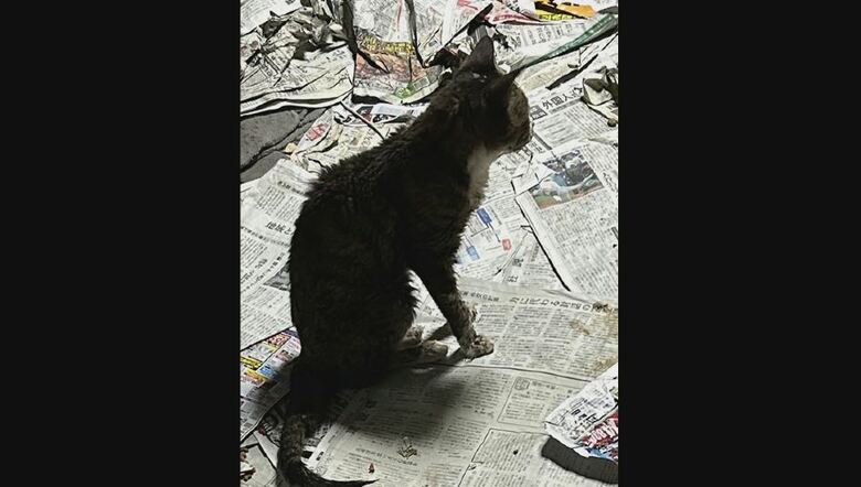 住宅で「多頭飼育」　提供：長野市保健所