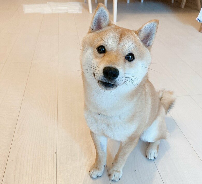 今回の主役、まめ助くん