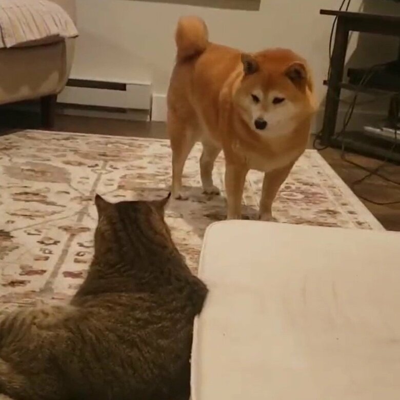 同居猫を気遣う、優しいミミちゃんだった