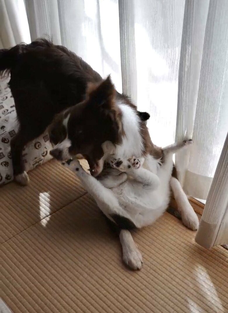 提供：ゆに＆メッシさん