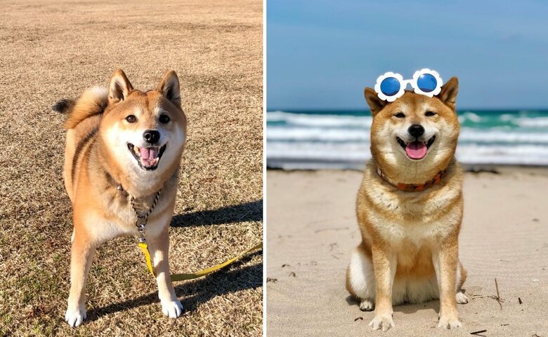 こちらは普段のフクちゃん