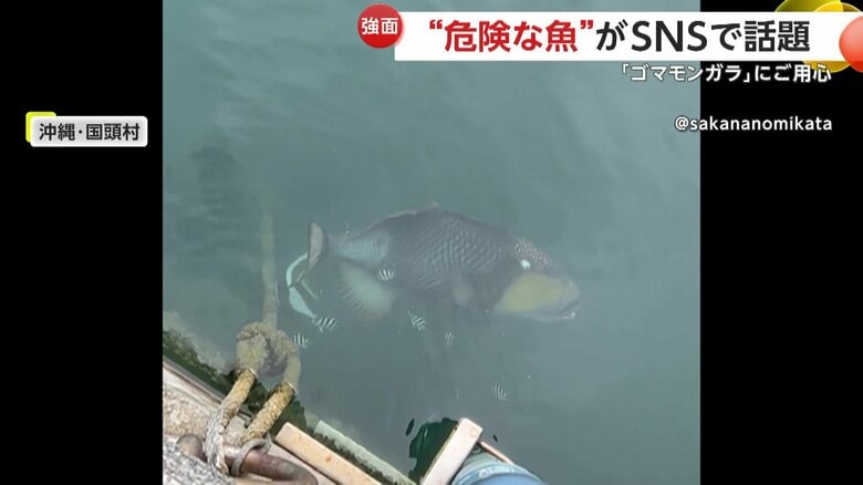 時に人を襲う危険な魚「ゴマモンガラ」（7月30日午前8時頃、沖縄・国頭村の港）