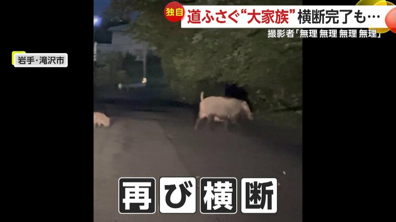 再び道を渡り始めた親イノシシ