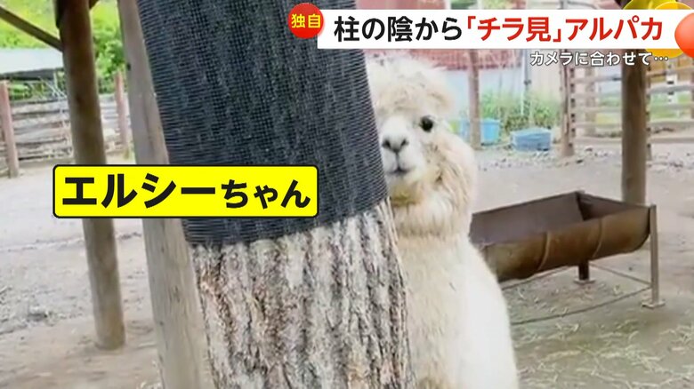 柱の横から顔をのぞかせる姿が話題になったアルパカのエルシーちゃん