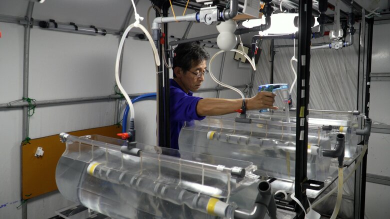 ウナギの仔魚にエサを与える作業（提供：近畿大学水産研究所）