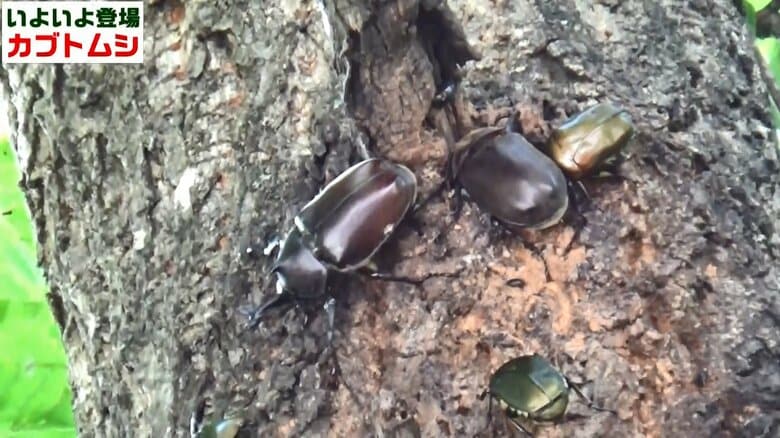 「いよいよ登場 カブトムシ」の動画より