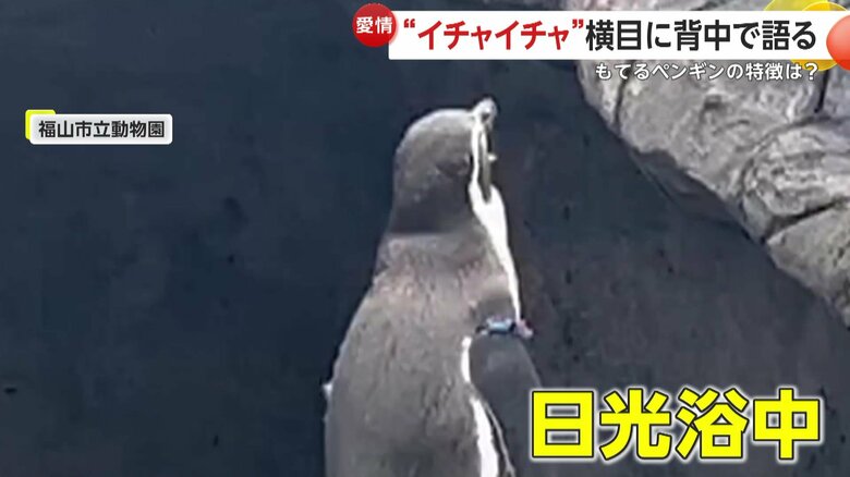エサを食べ終えて日光浴をしているところだった“ソロペンギン”