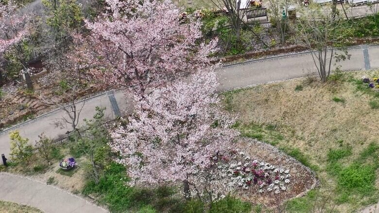 春になると満開に　「桜の下で眠りたい」という妹の希望だった
