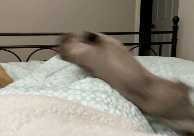 ベット警備で多忙な日々（提供：和泉ユタカさん）