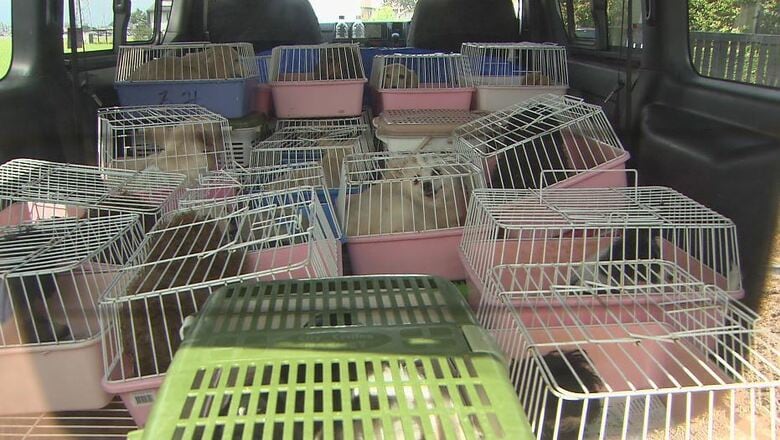 施設で飼育していた犬