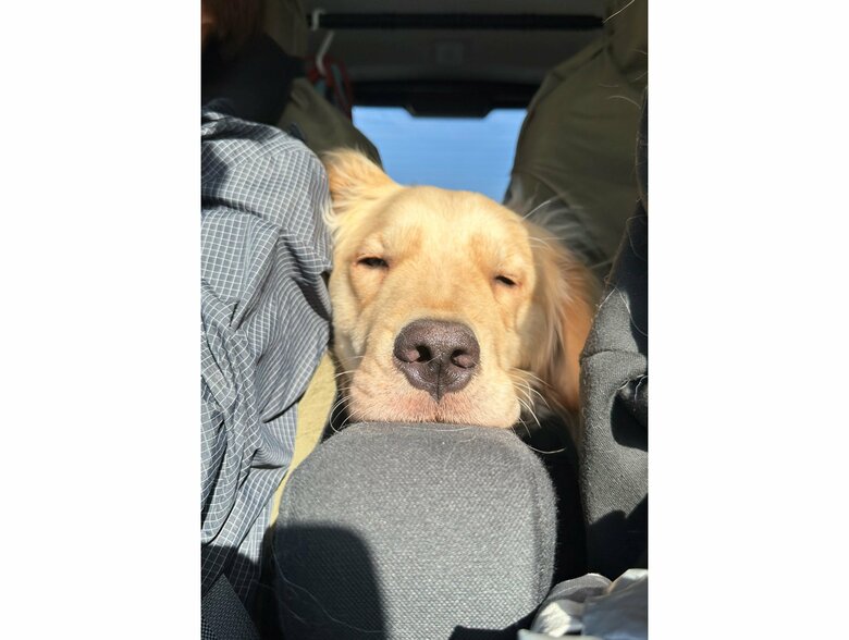 違う日も間に入るイブくん（提供：イブ（ゴールデンレトリバー）さん）