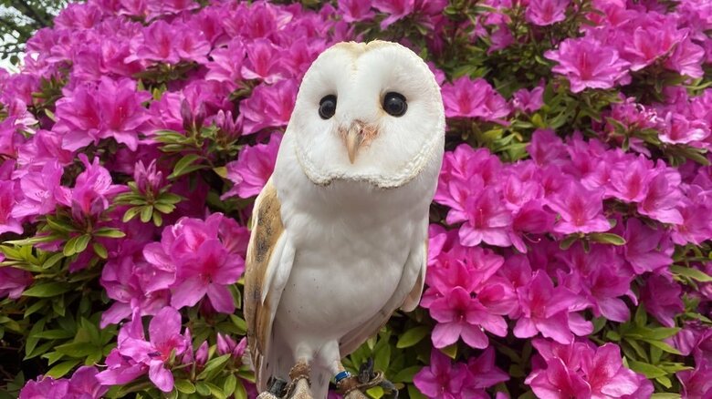 ツツジとアイちゃん（提供：周南市徳山動物園）