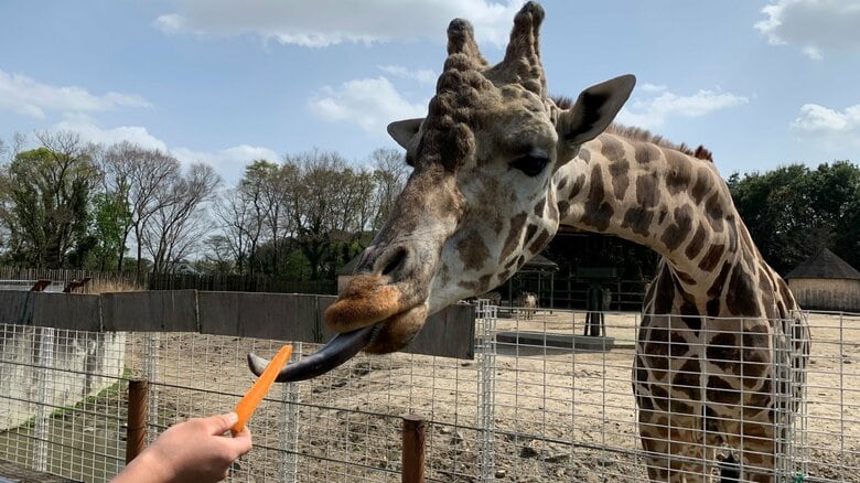 こうした食事中の音をガンマイクで収録したという（画像提供：東武動物公園）