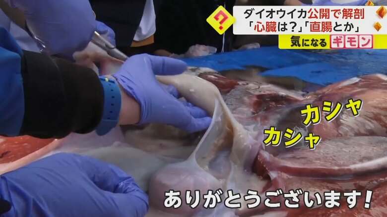 ダイオウイカを解剖する専門家に質問が飛び交った