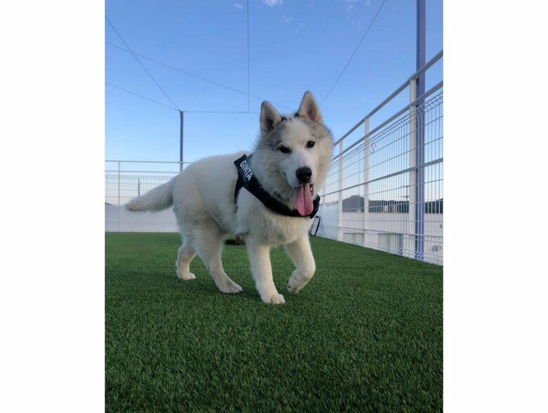 提供：斑柄兄妹（銀太と緋那子）さん