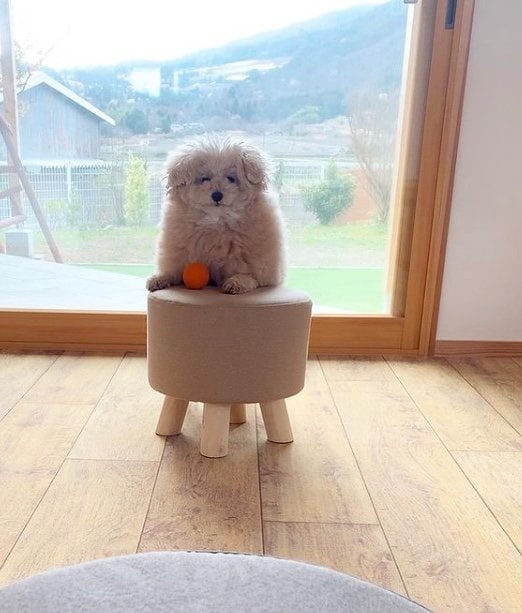 提供：＠tsuru_323さん