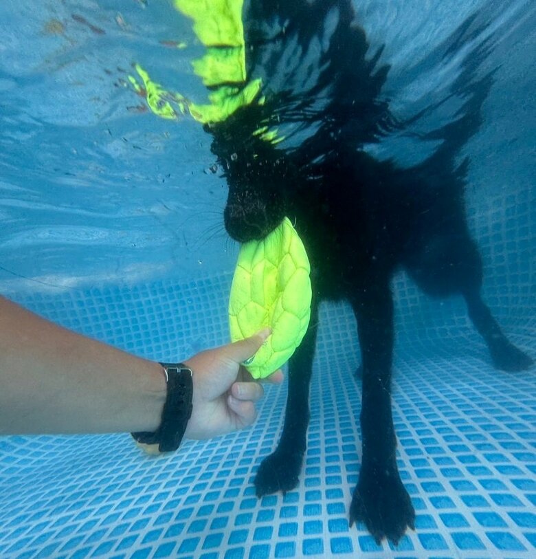 ひじきちゃんは残念ながら潜れなかったそう