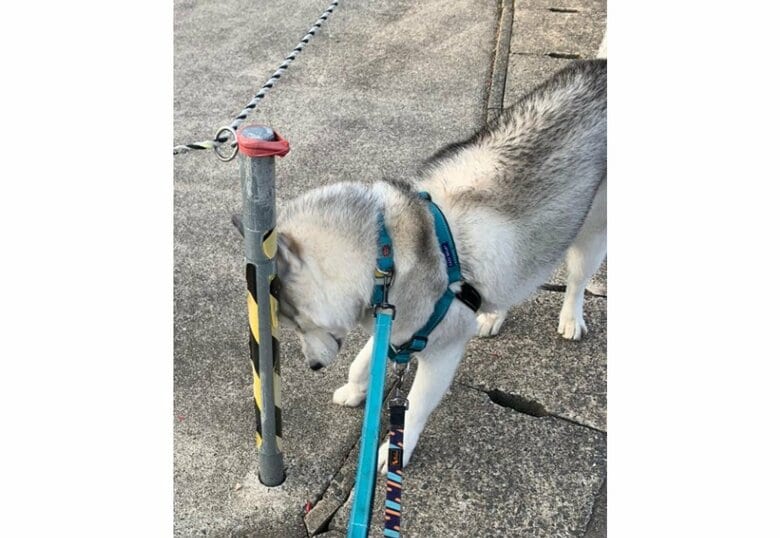 ポールに隠れている…つもり（提供：misaさん）