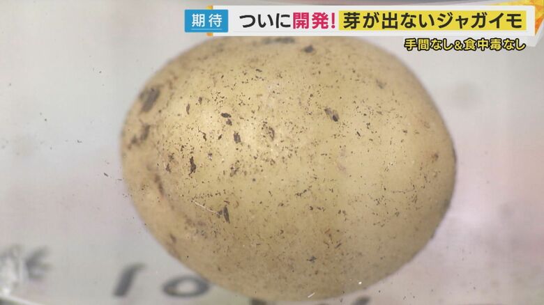 芽が出ないつるんとしたジャガイモ
