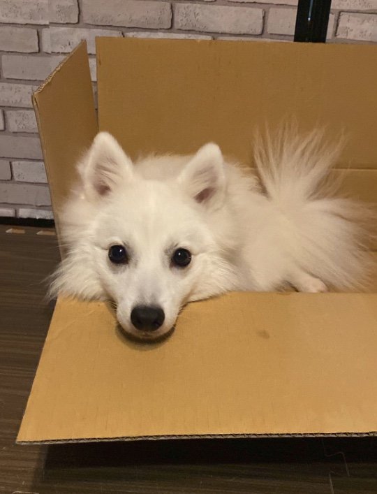 提供：ぽぽさん