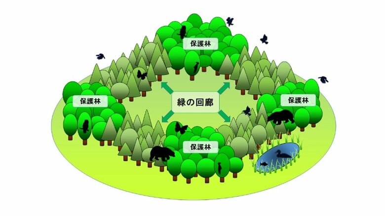 緑の回廊のイメージ（林野庁HPより）